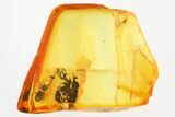 Fossil Ant-Like Stone Beetle (Scydmaeninae) in Baltic Amber #321742-1